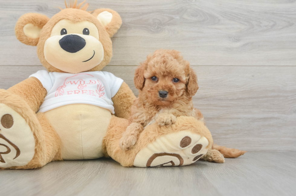 6 week old Cavapoo Puppy For Sale - Fairfield Furbabies
