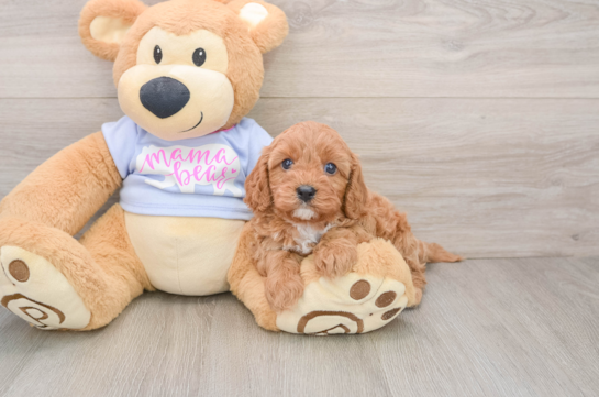 Cavapoo Pup Being Cute