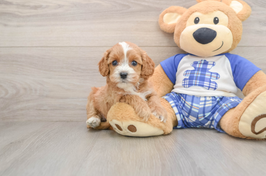 SYDNEY, a Cavapoo littermate