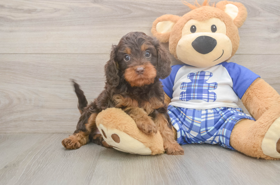 8 week old Cavapoo Puppy For Sale - Fairfield Furbabies