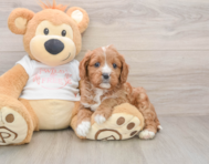 8 week old Cavapoo Puppy For Sale - Fairfield Furbabies