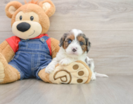 9 week old Cavapoo Puppy For Sale - Fairfield Furbabies