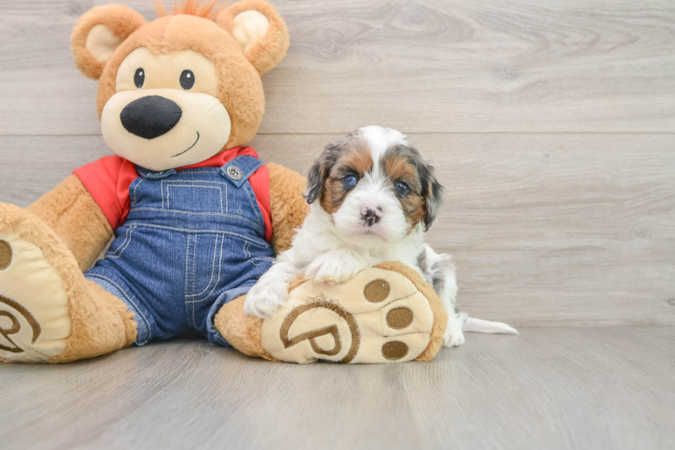 Smart Cavapoo Poodle Mix Pup