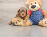 6 week old Cavapoo Puppy For Sale - Fairfield Furbabies