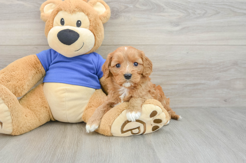 6 week old Cavapoo Puppy For Sale - Fairfield Furbabies