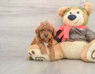 8 week old Cavapoo Puppy For Sale - Fairfield Furbabies
