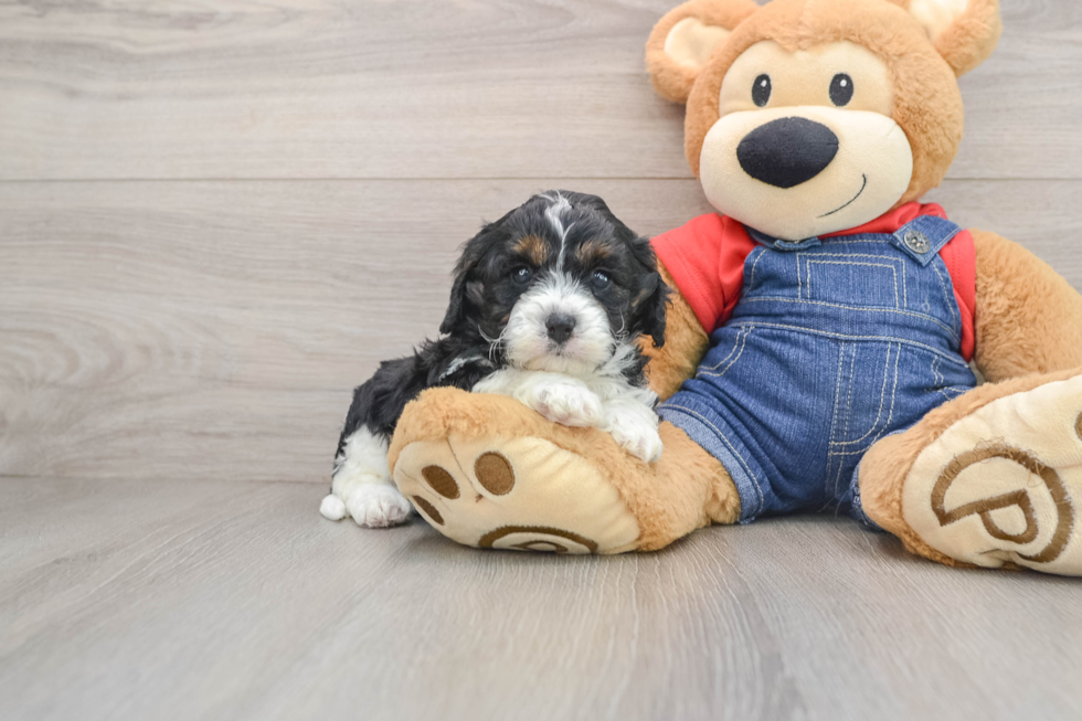 Cavapoo Puppy for Adoption