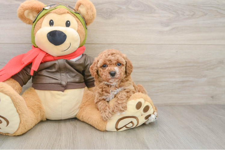 Cavapoo Pup Being Cute
