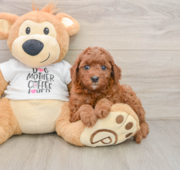 8 week old Cavapoo Puppy For Sale - Fairfield Furbabies