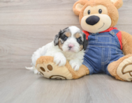 9 week old Cavapoo Puppy For Sale - Fairfield Furbabies