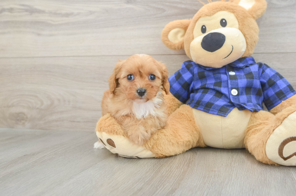 7 week old Cavapoo Puppy For Sale - Fairfield Furbabies