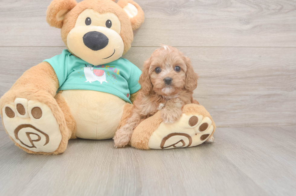 7 week old Cavapoo Puppy For Sale - Fairfield Furbabies