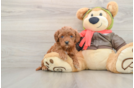 Cavapoo Puppy for Adoption