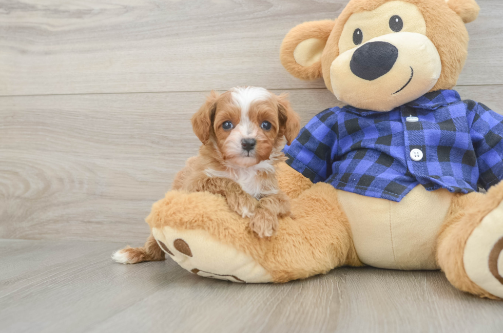 7 week old Cavapoo Puppy For Sale - Fairfield Furbabies