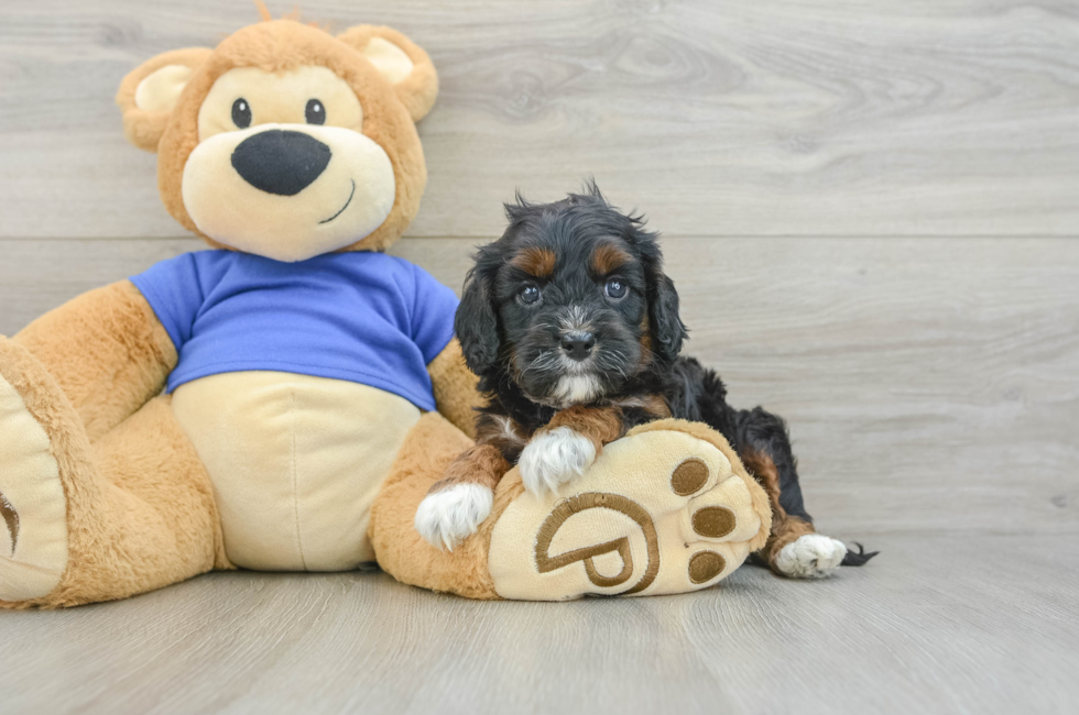 6 week old Cavapoo Puppy For Sale - Fairfield Furbabies