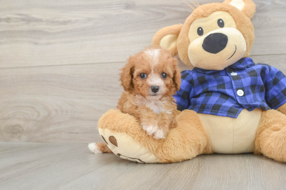 7 week old Cavapoo Puppy For Sale - Fairfield Furbabies