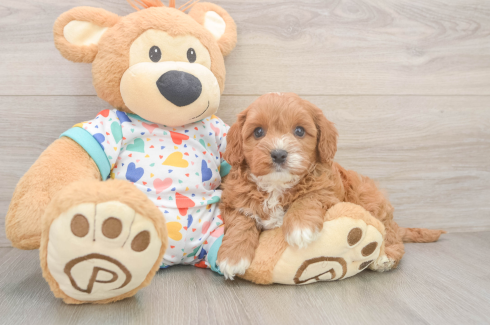8 week old Cavapoo Puppy For Sale - Fairfield Furbabies