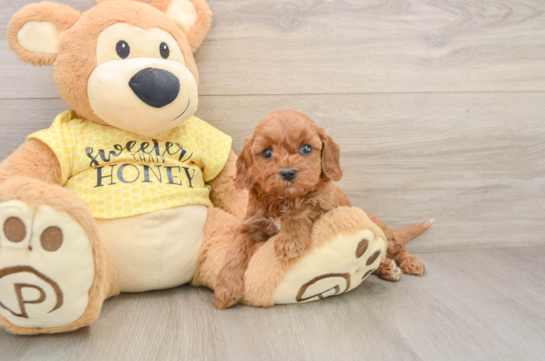 TRENTON, a Cavapoo littermate