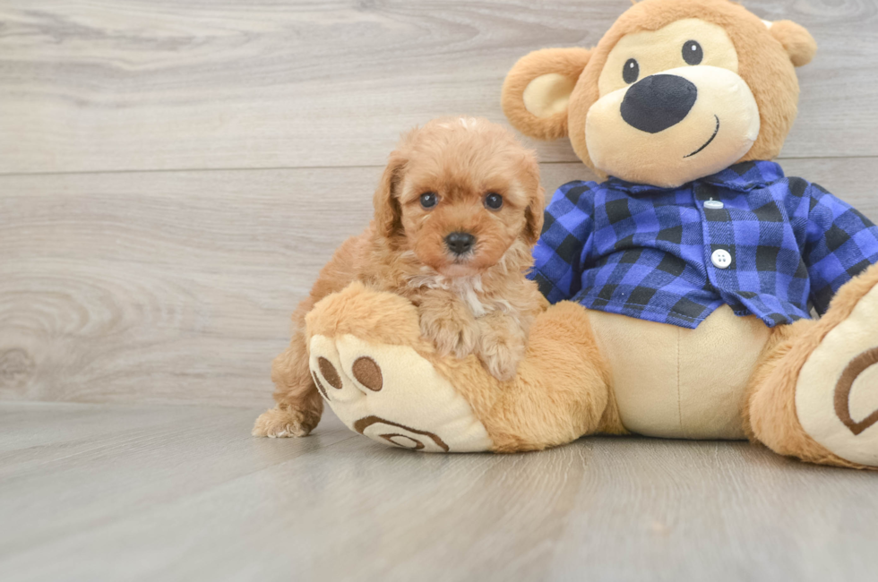 7 week old Cavapoo Puppy For Sale - Fairfield Furbabies