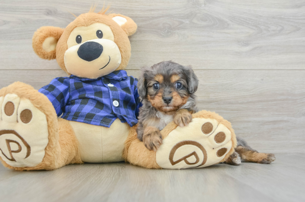 7 week old Cavapoo Puppy For Sale - Fairfield Furbabies