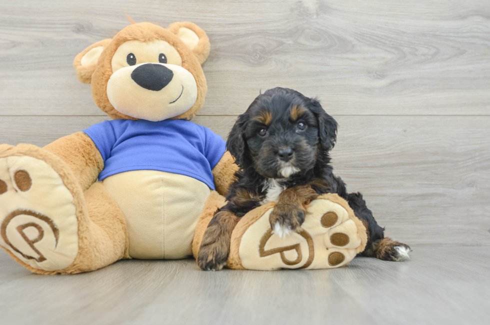 6 week old Cavapoo Puppy For Sale - Fairfield Furbabies