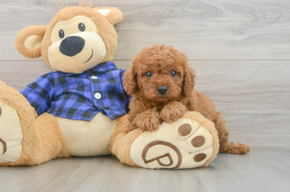 7 week old Cavapoo Puppy For Sale - Fairfield Furbabies