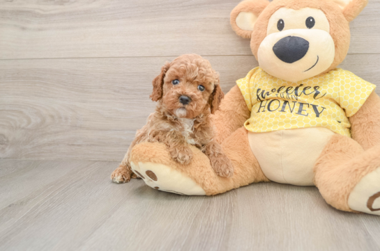 TYRONE, a Cavapoo littermate