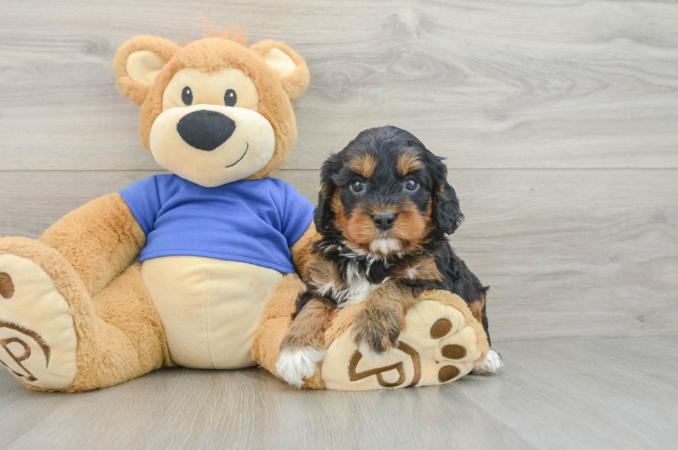 6 week old Cavapoo Puppy For Sale - Fairfield Furbabies
