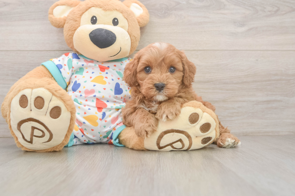 8 week old Cavapoo Puppy For Sale - Fairfield Furbabies