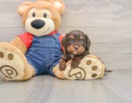 9 week old Cavapoo Puppy For Sale - Fairfield Furbabies