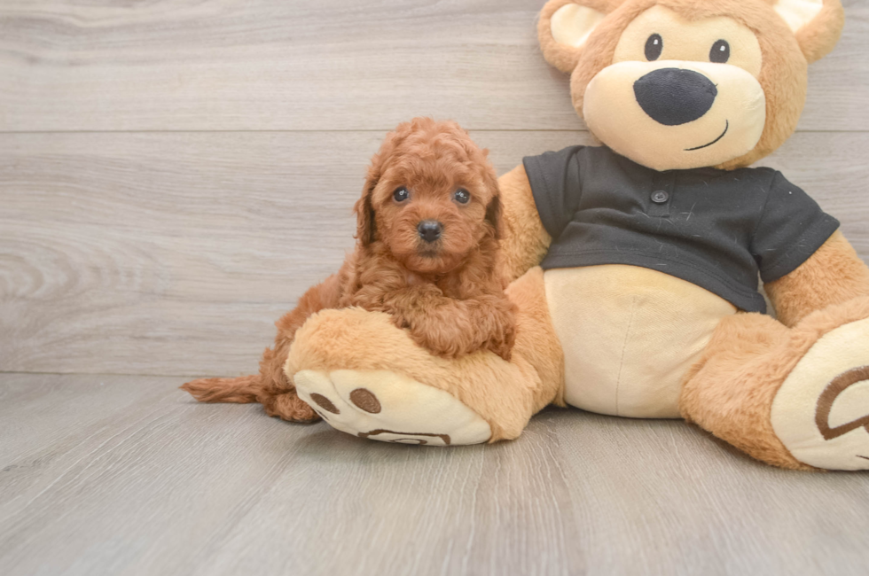 5 week old Cavapoo Puppy For Sale - Fairfield Furbabies