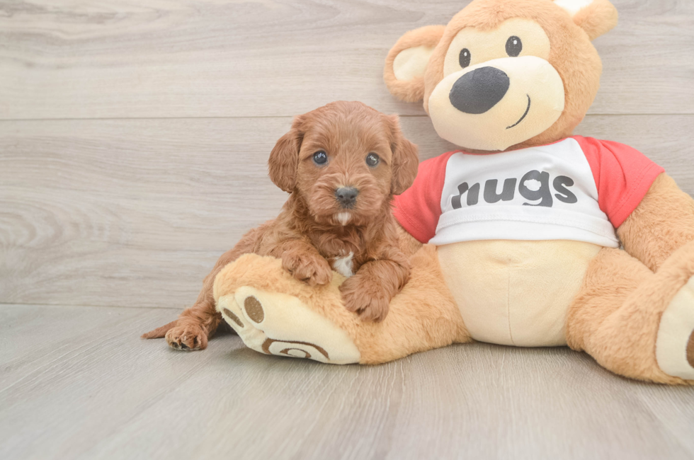 5 week old Cavapoo Puppy For Sale - Fairfield Furbabies