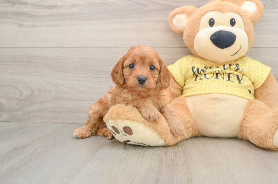 Cavapoo Pup Being Cute