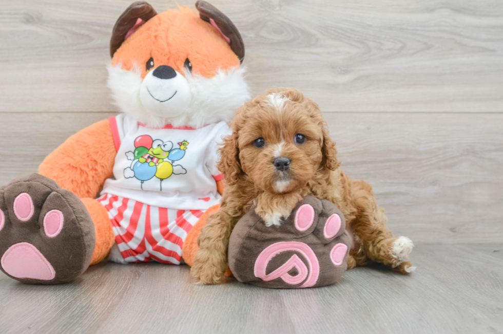 6 week old Cavapoo Puppy For Sale - Fairfield Furbabies