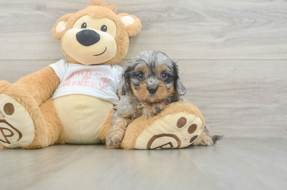 5 week old Cavapoo Puppy For Sale - Fairfield Furbabies