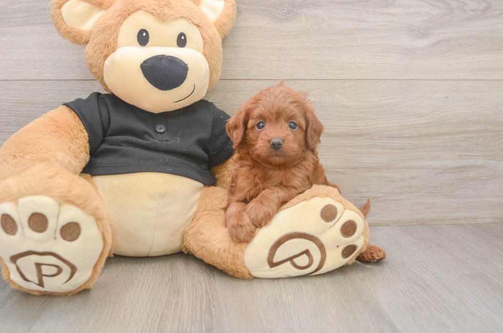 5 week old Cavapoo Puppy For Sale - Fairfield Furbabies