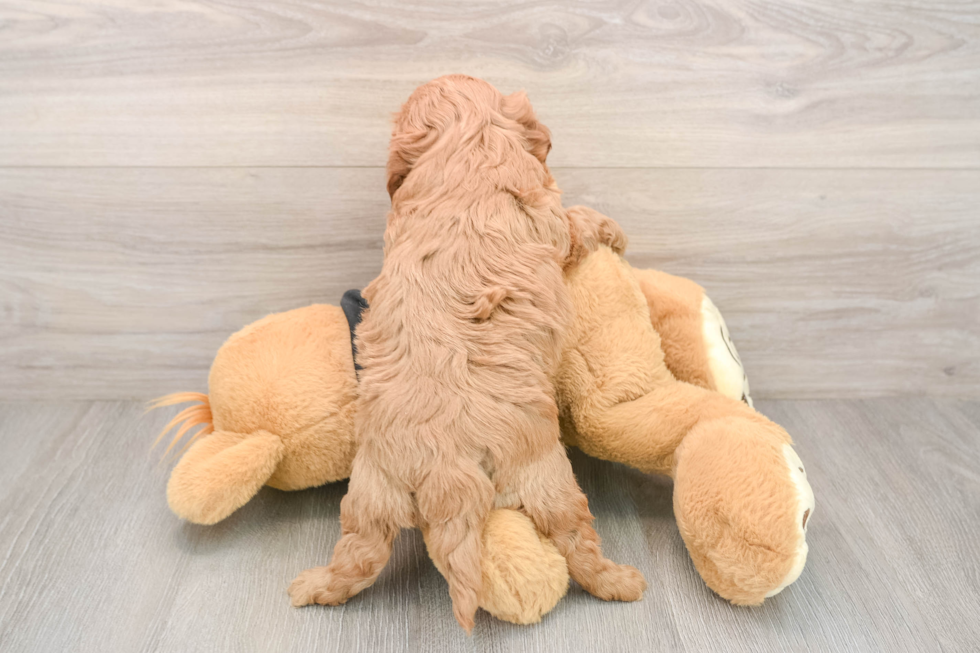 Popular Cavapoo Poodle Mix Pup