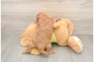 Cavapoo Puppy for Adoption