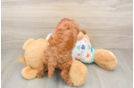 Adorable Cavalier King Charles Spaniel and Poodle Mix Poodle Mix Puppy