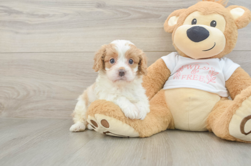 5 week old Cavapoo Puppy For Sale - Fairfield Furbabies