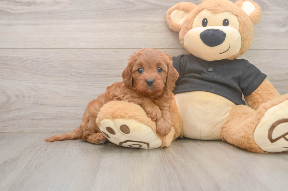 5 week old Cavapoo Puppy For Sale - Fairfield Furbabies