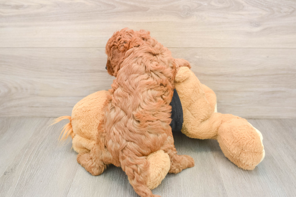 Cavapoo Puppy for Adoption