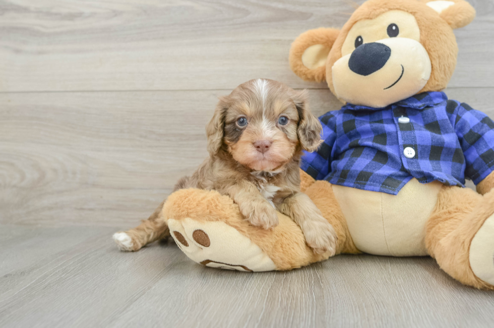 8 week old Cavapoo Puppy For Sale - Fairfield Furbabies