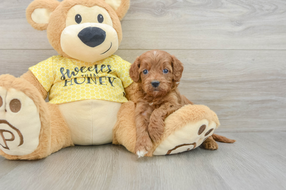 7 week old Cavapoo Puppy For Sale - Fairfield Furbabies