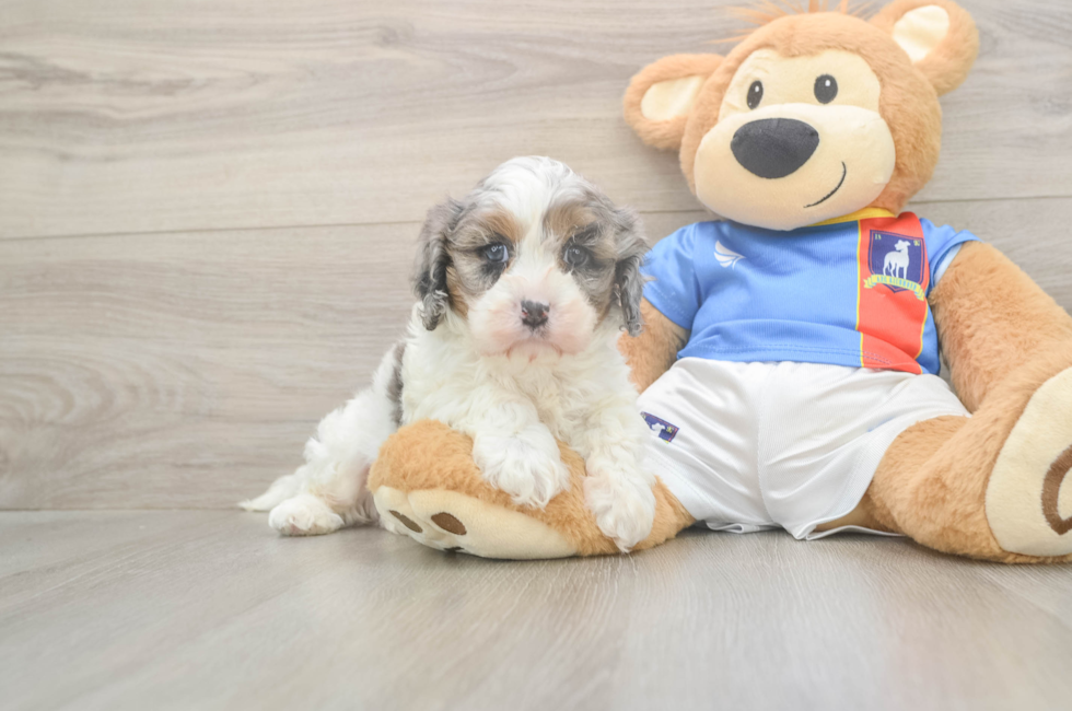 6 week old Cavapoo Puppy For Sale - Fairfield Furbabies