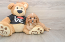 Cavapoo Puppy for Adoption