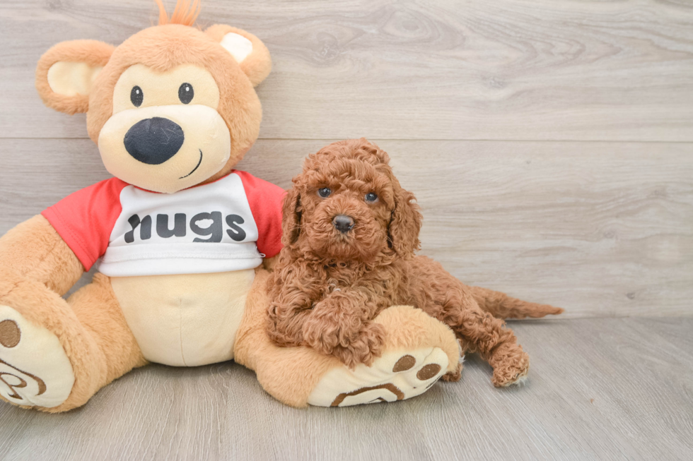 Cavapoo Puppy for Adoption