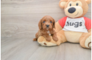 Cavapoo Pup Being Cute