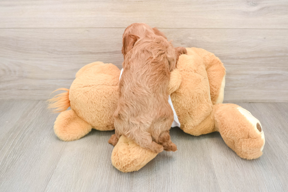Cavapoo Pup Being Cute