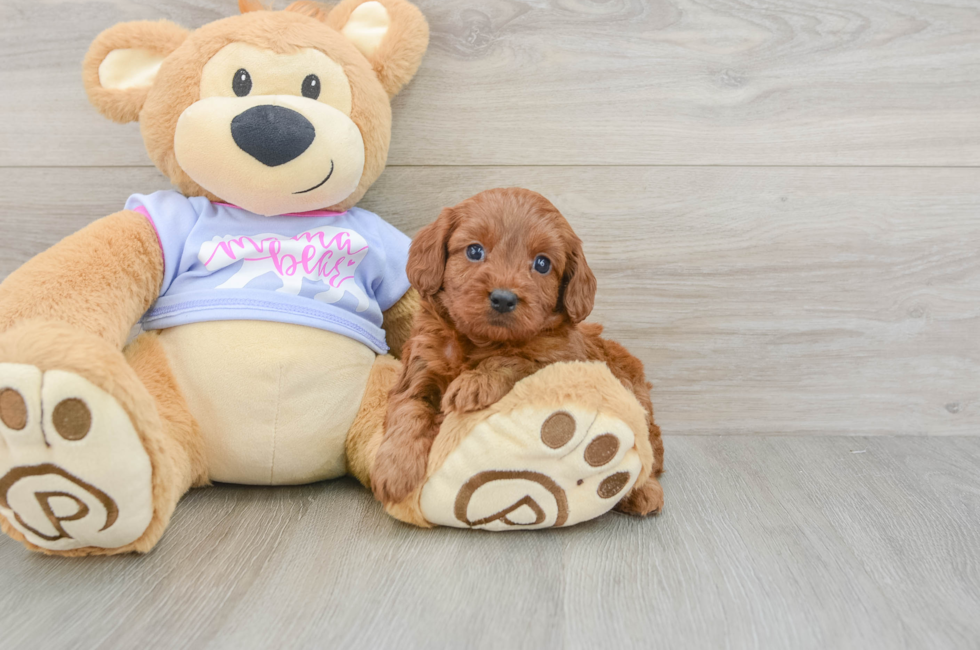 6 week old Cavapoo Puppy For Sale - Fairfield Furbabies